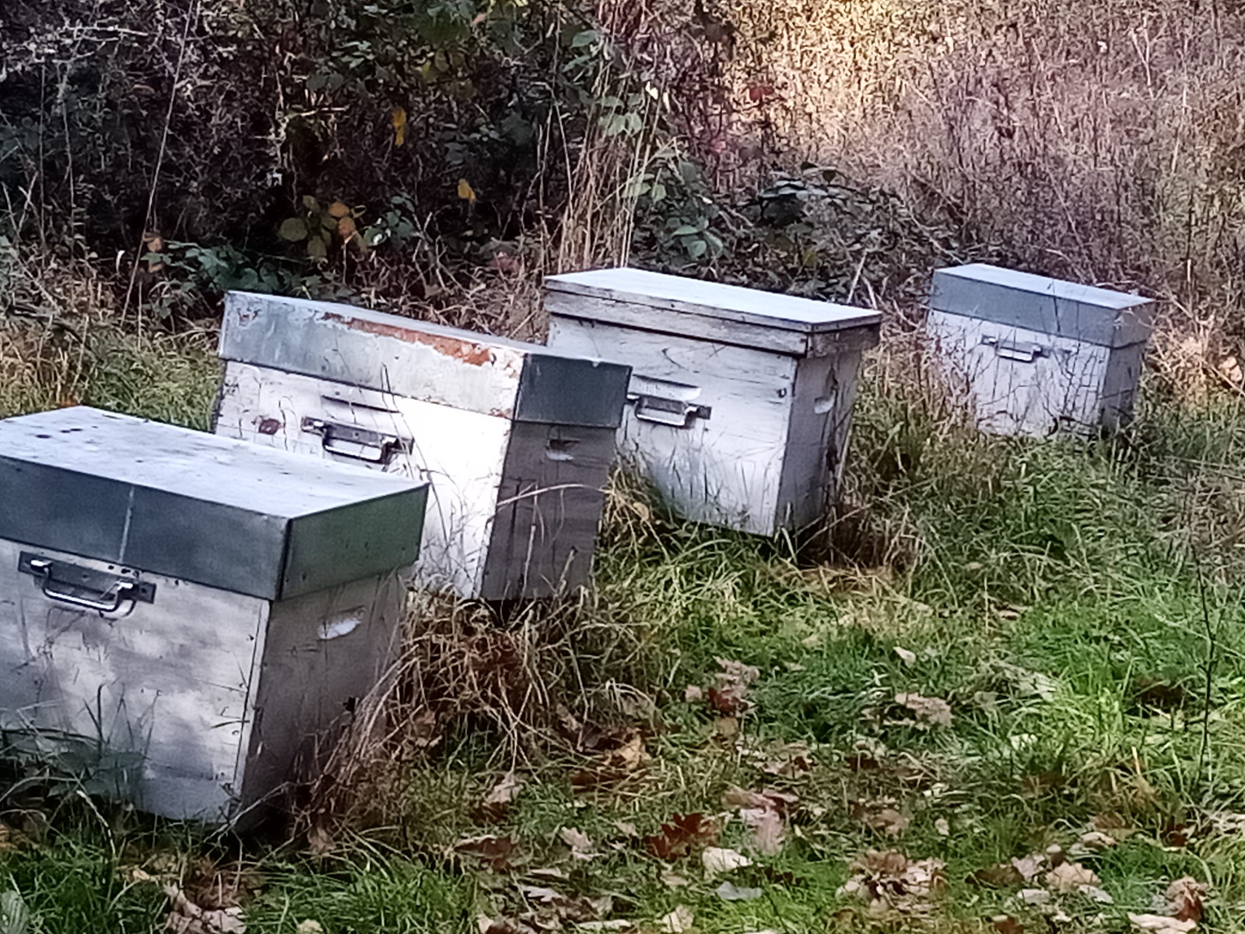 Les ruches de Dédé son voisin apiculteur sur St Privat du Dragon - gite au fil de la Vallée - Gorges Allier - tout confort en Auvergne