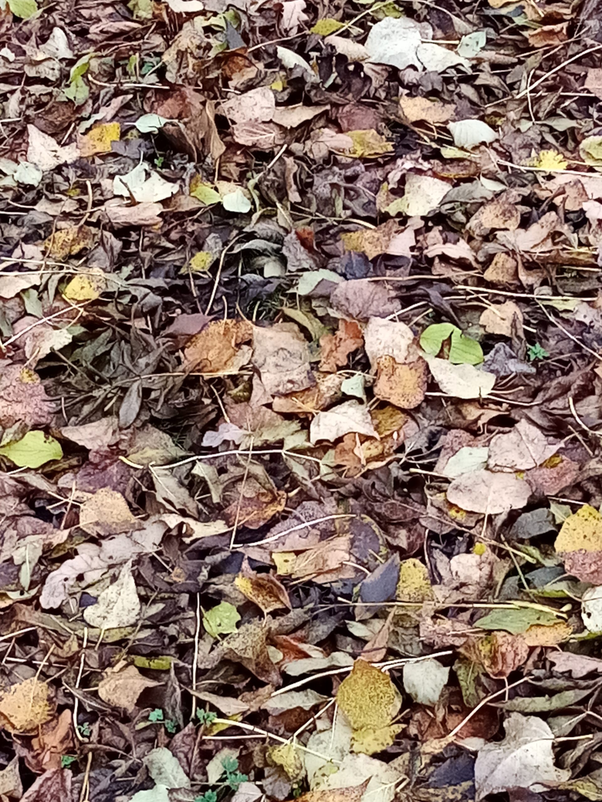 Balade dans les feuilles mortes depuis le gite au fil de la Vallée - Gorges Allier - tout confort en Auvergne