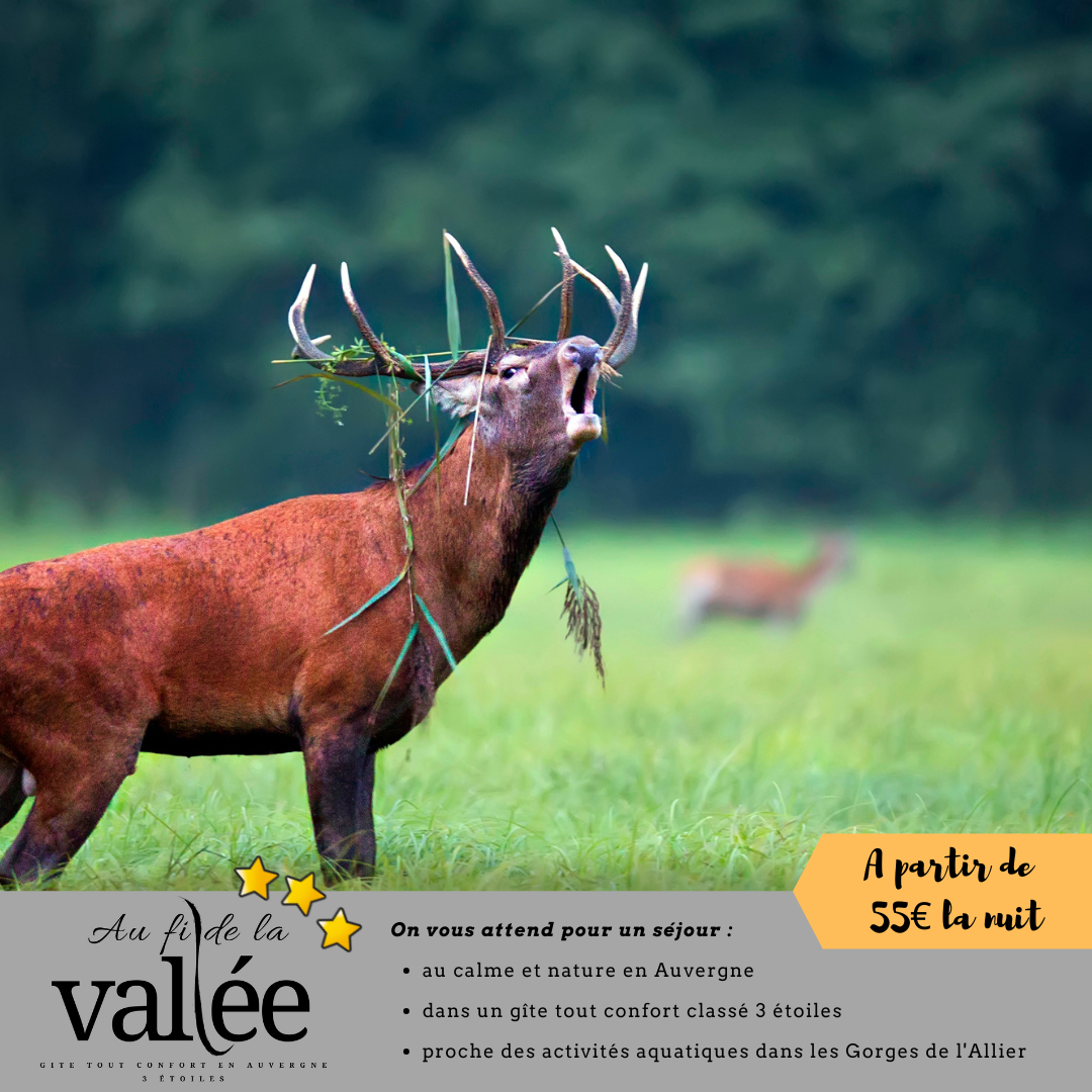 venez écouter le brame du cerf en Haute loire